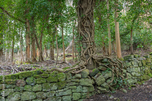 A boundary wall damaged by a tree growing close to it, with the roots growing behind and between the stone causing it to collapse.