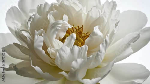 Blooming elegance of a white peony as it unfolds in serene light with vibrant green buds underneath Generative AI