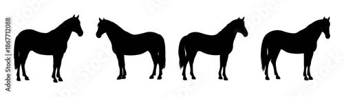 Horse silhouette art drawing black and white equestrian equine animal illustration design graphic art