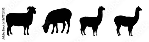 Silhouette of llama alpaca guanaco vicuña camelids south american animals wildlife illustration
