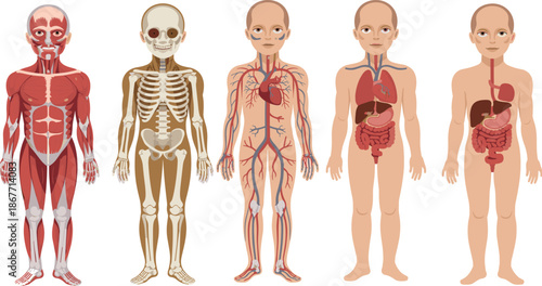 Anatomical illustration set of five human body systems including muscular, skeletal, circulatory, respiratory, and digestive for educational reference.
