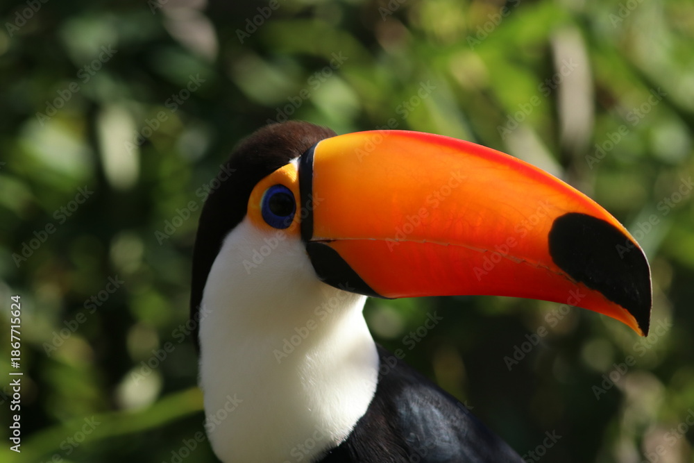 Fototapeta premium Tucano