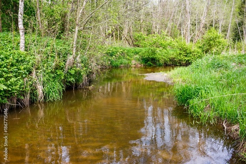 Serene woodland stream with murky brown water reflecting surrounding vibrant green foliage and slender birch trees in spring or early summer