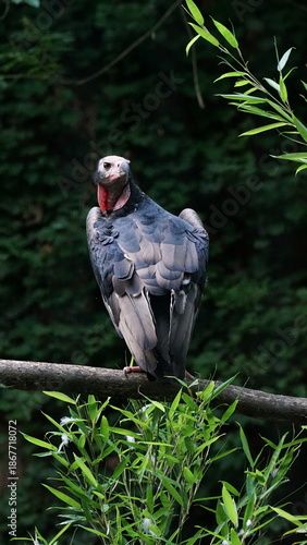 vulture on a branch