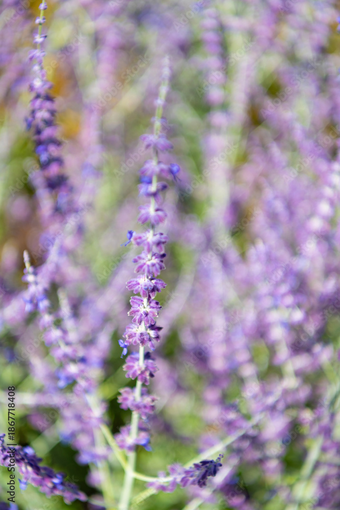 Fototapeta premium Provence field. Purple lavender bloom in nature. Composition of nature. Summer blooming flower. Blooming flower field. Field of lavender. Lavender flower in summer. Violet background