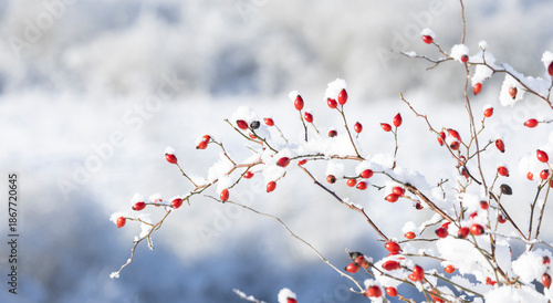 A close-up of a snow-dusted branch bearing bright red dog rose Rosa canina hips  against a soft blue sky. A calm winter scene that highlights nature, frost, and seasonal beauty