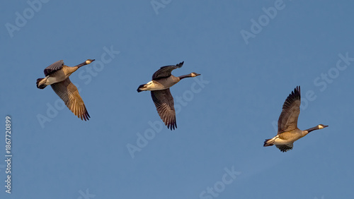 Canada Geese migrate to the South before winter comes