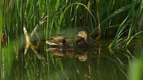 Duck resting among reeds with clear reflection on calm water