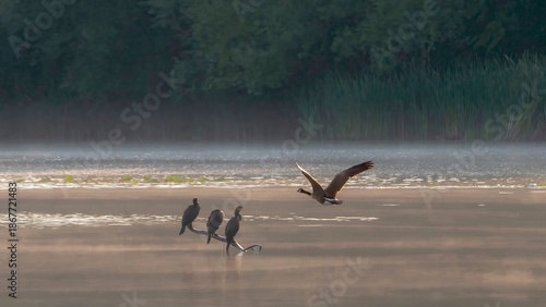 Cormorants group on a branch over the water and above the mist of early morning
