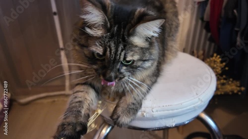 Playful Fluffy Tabby Cat Playing with a Dried Flower Branch on a White Stool Indoors
