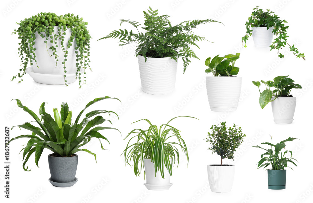 Fototapeta premium Different house plants in pots isolated on white, collection