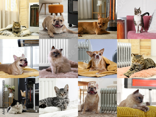 Photography Cute dogs and cats warming in winter, collage