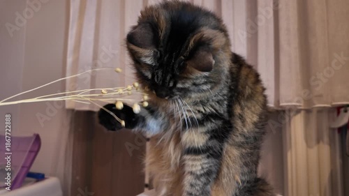 Playful Fluffy Tabby Cat Playing with a Dried Flower Branch on a White Stool Indoors