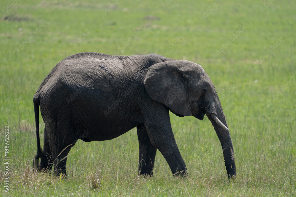 Fototapeta premium Baby Elephant in Kenya