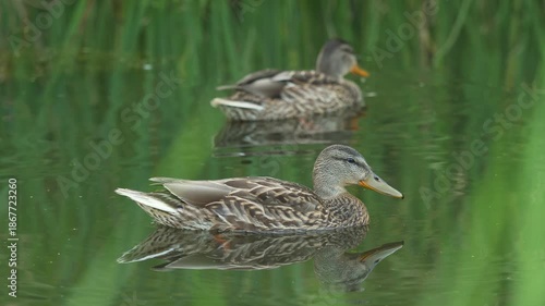 Two mallard ducks swimming among reeds on calm pond