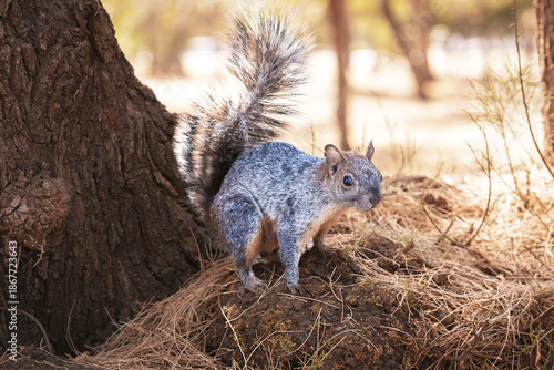 The best photo of a squirrel outdoors on the grass on a sunny day