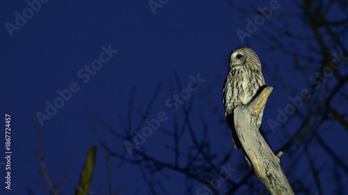 Tawny owl Strix aluco rest on a tree branch.The bird flew off the tree trunk. Slow motion. Close up.