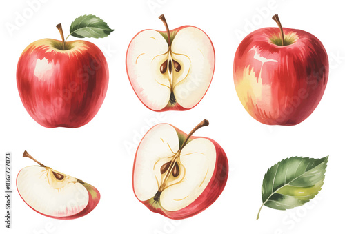 Botanical apple set with whole and sliced fruit in watercolor.