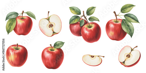 Botanical apple set with whole and sliced fruit in watercolor.