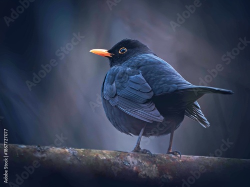 Blackbird against a dark background