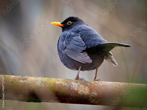blackbird on a rusty railing