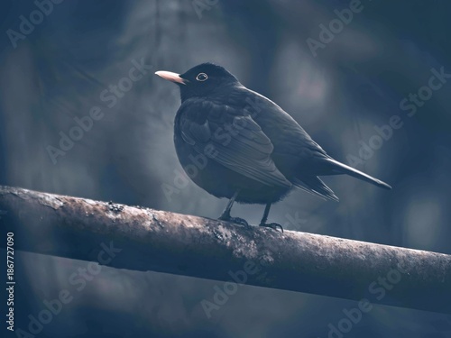 Blackbird on a railing, darkly processed