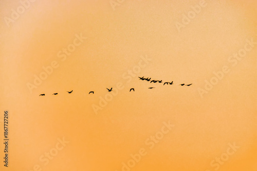 Foto Flocks of migratory birds