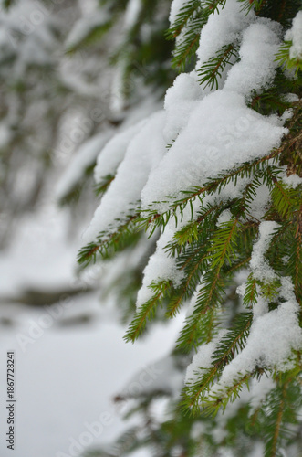 Winter fir tree branches covered with snow. Winter park ,snowy, xmas season landscape