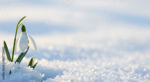 Single white snowdrop flower emerging through melting snow in soft morning light