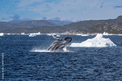 Humpback Whale Jumping Out of Water in Disko Bay
