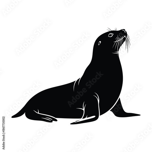 Seal silhouette on white background