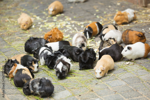 Fotografía Large group of adorable guinea pigs (cavy, rodents) with different fur colors eating and gathering on a concrete ground outdoors