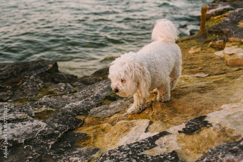 dog on the beach