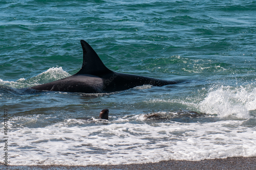 Fototapeta premium Orca, hunting a sea lion pup, in Patagonia coast, Peninsula Valdes, Patagonia Argentina.