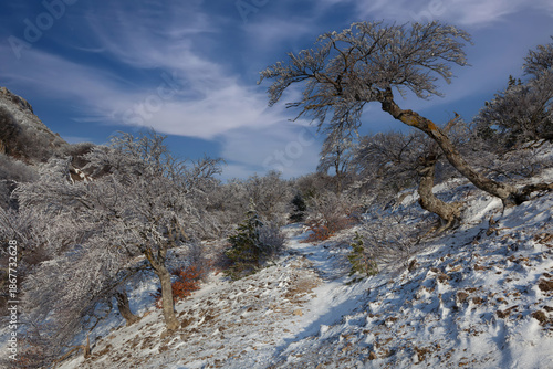Winter forest with ice-coated trees in the mountains of Crimea
