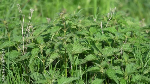 Nettle with fluffy green leaves.