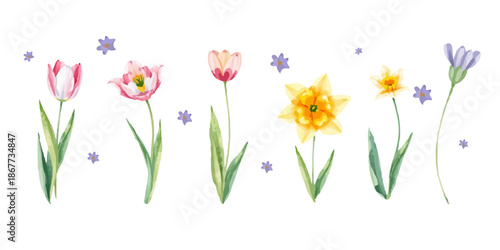 Watercolor style flowers, celebration, spring, tulips, daffodil, isolated on white background. for greeting cards, posters and wedding designs.