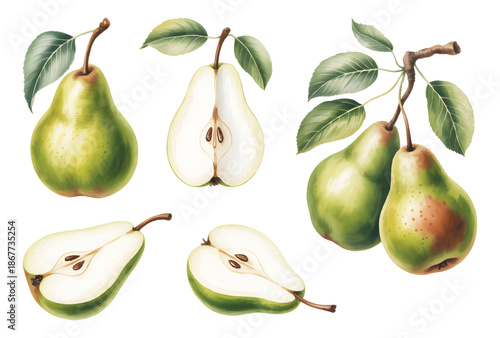 Botanical pear collection with whole and sliced fruit in watercolor. 