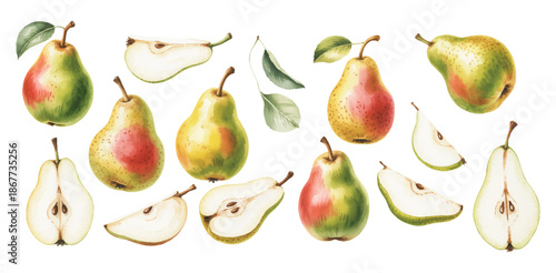 Botanical pear collection with whole and sliced fruit in watercolor. 