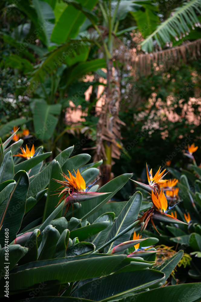Fototapeta premium Blooming plant Strelitzia reginae. Beautiful orange flower with green leaves. Tropical exotic flower. Closeup of Bird of Paradise. Floral background wallpaper