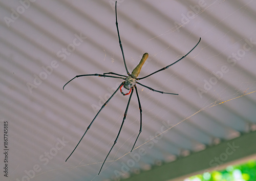 Giant Golden Orb Weaver Spider in its Web