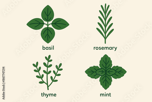 Illustrated herbs: basil, rosemary, thyme, and mint