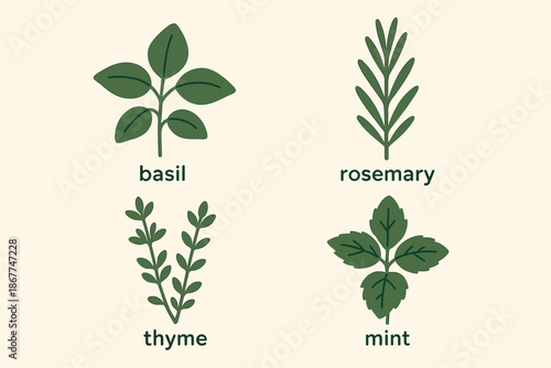 Illustrated herbs: basil, rosemary, thyme, mint on beige background