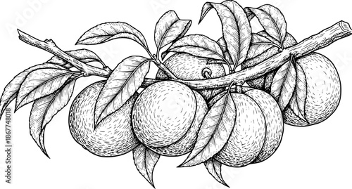 Detailed black and white drawing of peaches with leaves on a branch. Vector illustration
