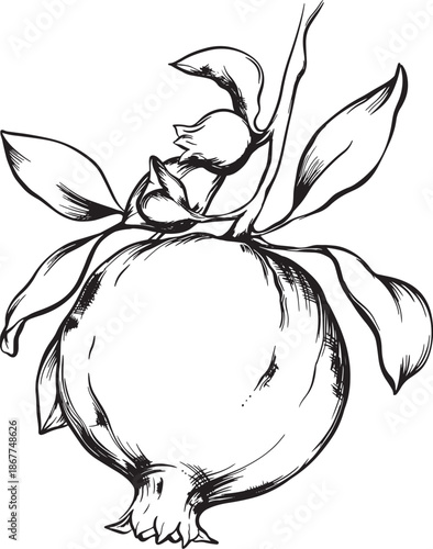 illustration of a graphic composition of pomegranates