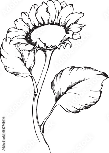 Illustration flowers graphics vector black and white not AI