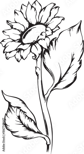 Illustration flowers graphics vector black and white not AI