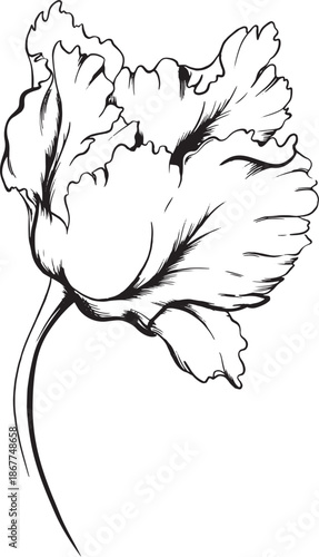 Illustration flowers graphics vector black and white not AI