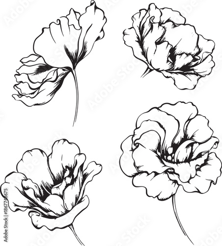 Illustration flowers graphics vector black and white not AI