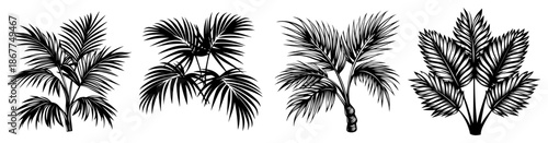 Set of tropical palm leaves and exotic botanical plants in vintage engraved style
